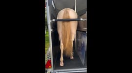 Horses bonding in Wrocław trailer