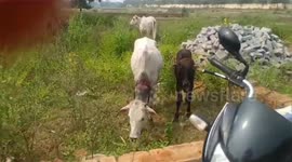 Cow with rope cutting into its neck rescued in India