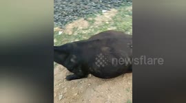 Locals tend to cow struck by train in India