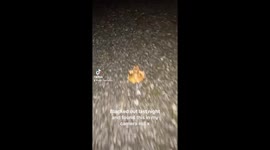 Woman's drunken song to a frog racks up 2 million views on TikTok