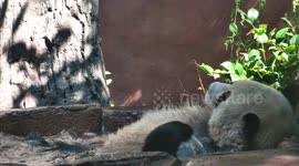 Zoo's hidden camera captures fascinating habits of giant pandas