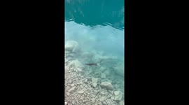 Otter catches fish from lake in China