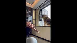 Alaskan Malamute performs flute duet with owner
