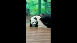 Playful Chinese panda cub forced to nap by mother