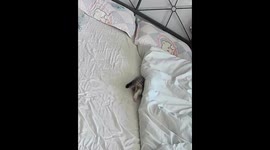 The Kitten Was Startled by the Talking Camera