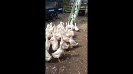 Thousands of ducks move up and down trucks using slides