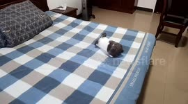 Little rabbit smoothes out bed for owner every day