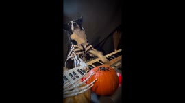 Border Collie's Halloween Piano Composition