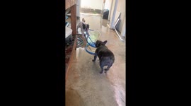 Pair of French Bulldogs have tug-of-war over garden hosepipe