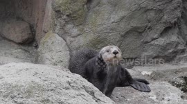 US: Rescued Sea Otters Splash into New York Aquarium