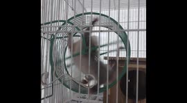 Baby Opossum Spins Around Wheel