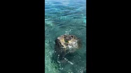 Tired Turtles Dance In Circles