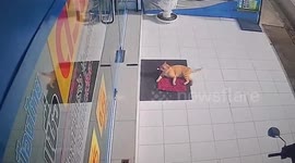 Cheeky pet cat steals rug from outside shop