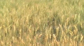 Zambia: Agricultural technology cooperation with China boosts food production capacity in Zambia