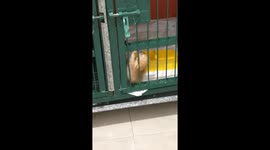 Tiny Kitten Escapes Kennel