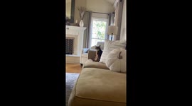 Cat With Stuck Lip Sneers From Sofa