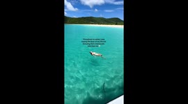 Woman enjoys Puerto Rico waters, unaware of barracuda watching her