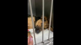 Post-Op Pup Places Paw in Owner's Hand