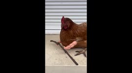 Chicken Lifts Stick With Miniature Muscular Arms