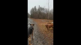 Dog Tells Friends the Stick Belongs to Him