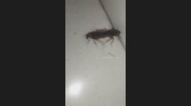 Cockroach mating