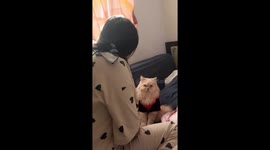 Pet Persian cat remains stony faced while being scolded