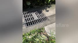 Residents rescue cat stuck in drain