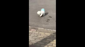 Excitable pet dog flashes his bright blue tail
