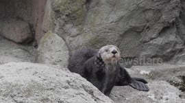 Rescued sea otters relax in New York Aquarium