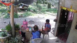 Startled housewife jumps onto her seat as snake slithers along ground