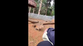 Capybaras enjoy massage services in SW China's Kunming