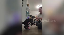 Rescue kitten born with a disability is now able to walk thanks to leg braces