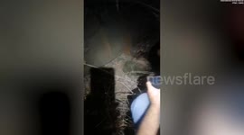 Wild bear visits dentist after being hit by car