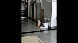 Chinese cat startled by feeder