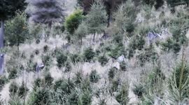 Romania: Two Red Stags Engage In Dramatic Battle During Rutting Period