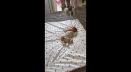 Cat sniffs newborn in Lviv home encounter