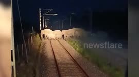 Quick thinking drivers avert catastrophe as 60 elephants cross railway tracks in northeastern India