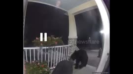 Very polite, very demure bears ringing the doorbell to house looking for handouts