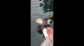 Rescuing a Bald Eagle