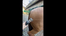 Satisfying Clipping of Thick Horse Coat