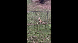 Dog Keeps Cat Contained In Yard