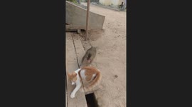 Cat and monkey play in Pangkalpinang, Indonesia