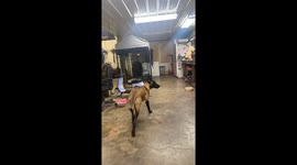 Belgian Malinois Fetches Beer And Closes Fridge