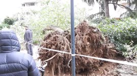 Leslie ex storm: One dead and two injured in Paris after falling tree on october 17, 2024. The fall of a tree in the north of Paris (19th arrondissement), hit by heavy rains on Thursday, left one dead and two injured, Le Parisien learned from a police sou