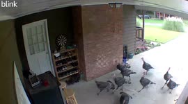 Turkeys Deliver Themselves To Doorway