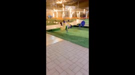 Girl Plays Hard On Playground Spring
