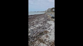 Empty Pen Shells Wash Up On Beach After Hurricane