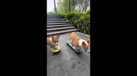 Corgi Friends Skate Together