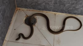 Snake Man rescued a snake hiding in the bath house in Haryana, India