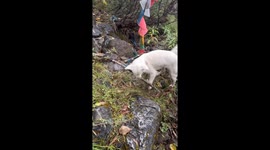 White dog guides tourist to waterfall in China